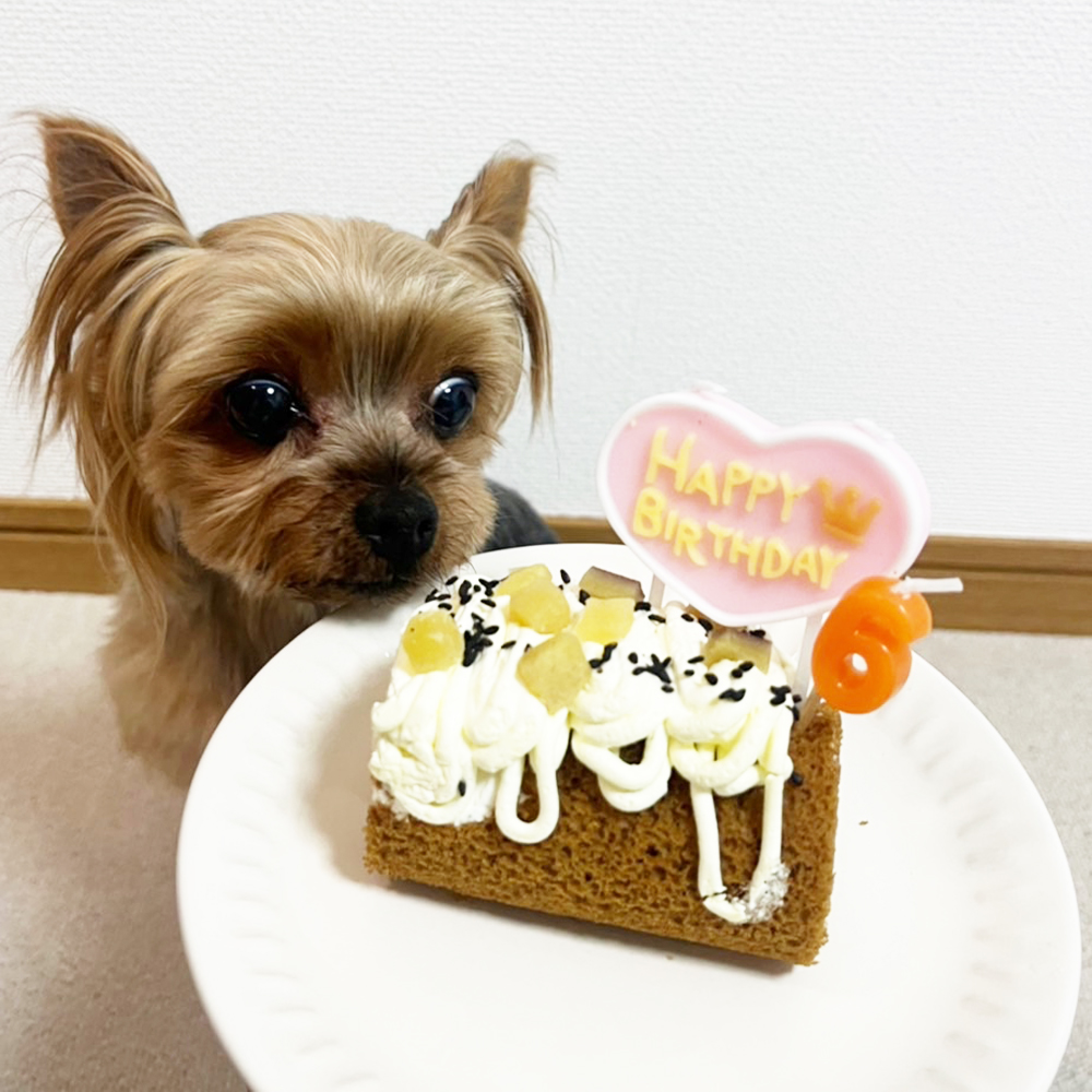 卒業犬あんなちゃんの近況☆